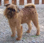 Hund_2.jpg (49770 bytes)